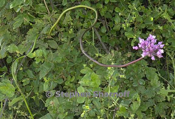 dichelostemma volubile 18 graphic